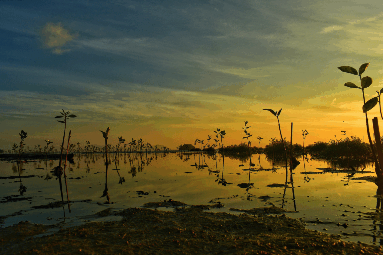 Indonesia’s Early Movers Advance Gold Standard Mangrove Projects, Signaling Regional Demand and Community-Driven Momentum
